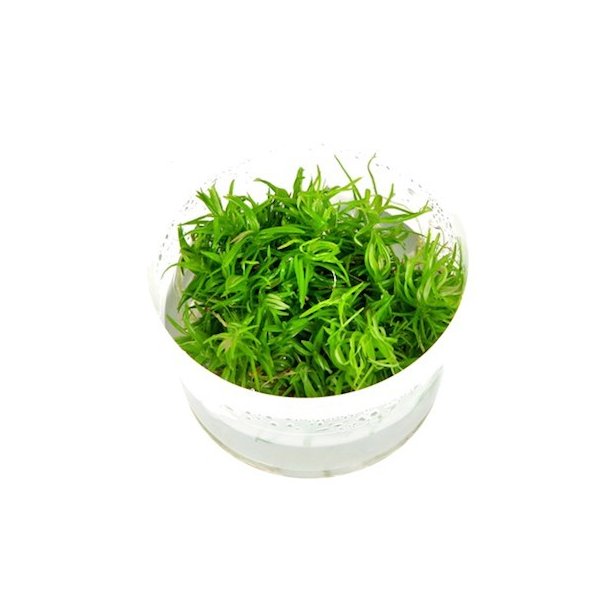 1-2-Grow Tropica Pogostemon deccanensis