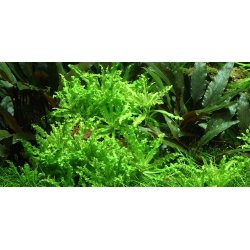 Tropica Pogostemon helferi