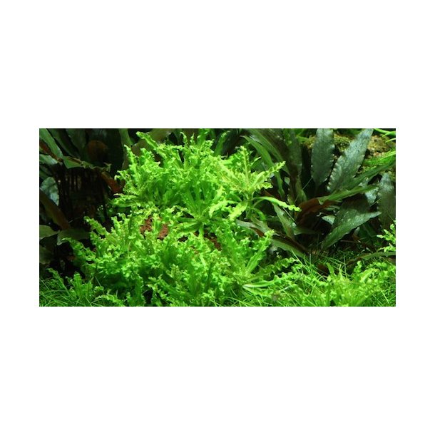 Tropica Pogostemon helferi