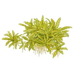 Tropica Pogostemon helferi