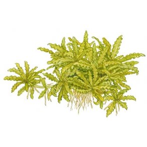 Tropica Pogostemon helferi