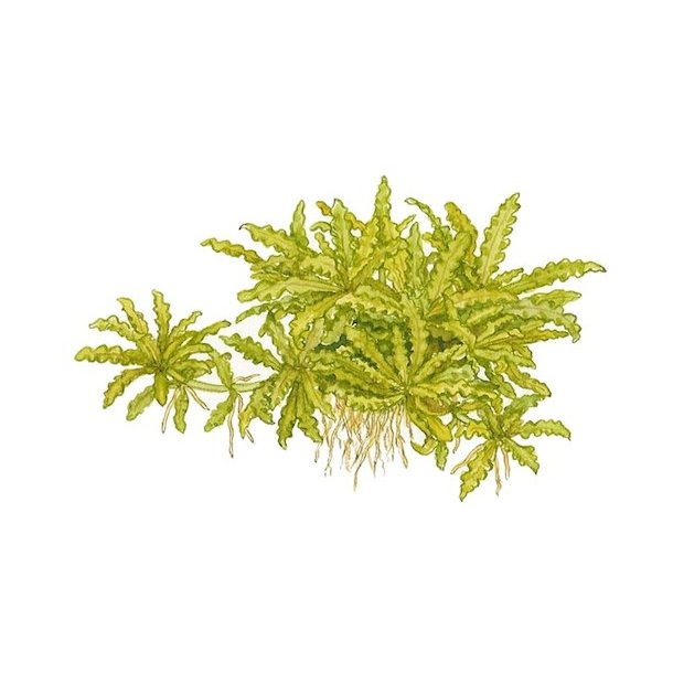 Tropica Pogostemon helferi