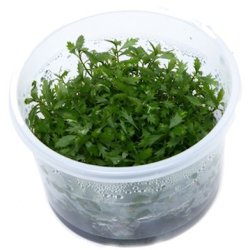 1-2-Grow Tropica Proserpinaca palustris 'Cuba'
