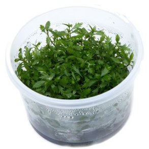 1-2-Grow Tropica Proserpinaca palustris 'Cuba'