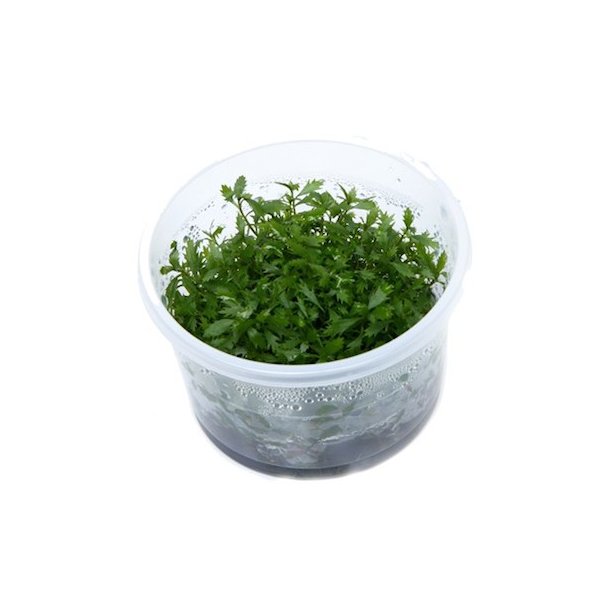 1-2-Grow Tropica Proserpinaca palustris 'Cuba'