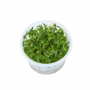 1-2-Grow Tropica Ranunculus inundatus