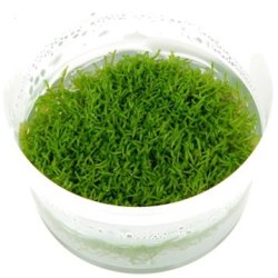 1-2-Grow Tropica Riccia fluitans