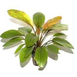 Tropica Echinodorus rose