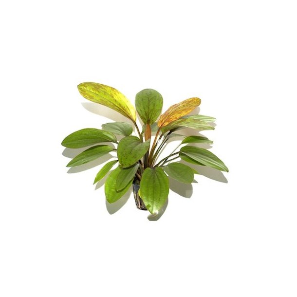 Tropica Echinodorus rose