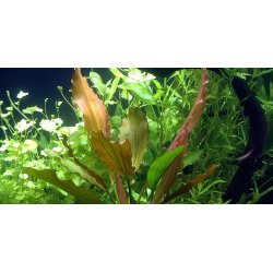 Tropica Echinodorus rose