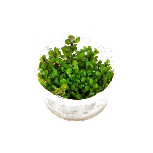 1-2-Grow Tropica Rotala indica 'Bonsai'