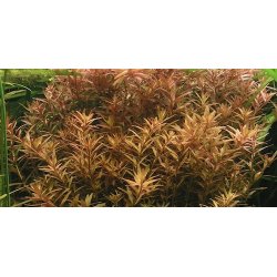 Tropica Rotala rotundifolia