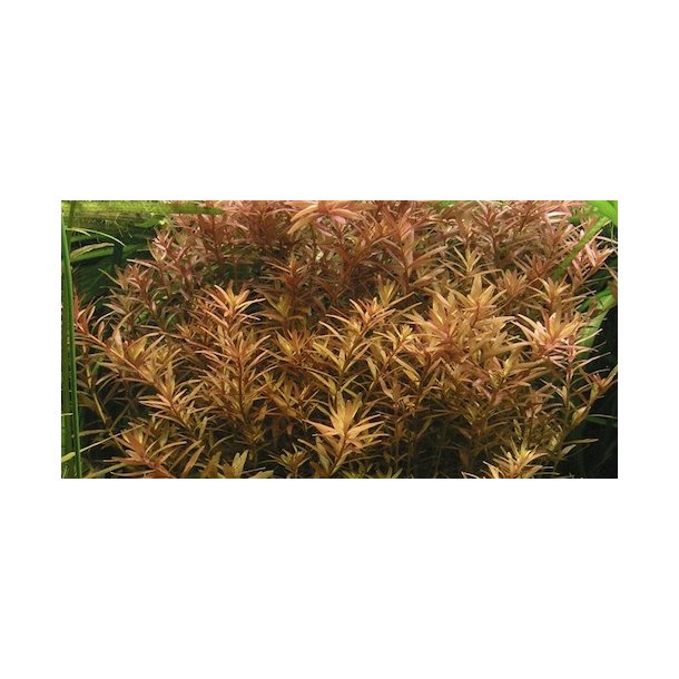 Tropica Rotala rotundifolia