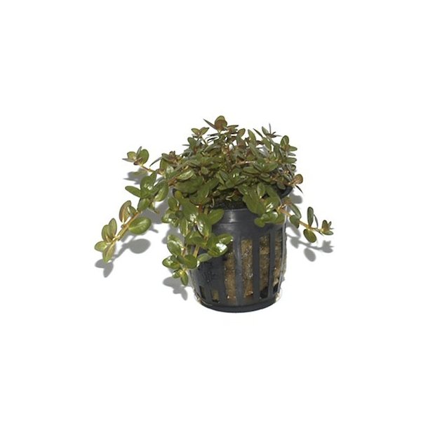 Tropica Rotala rotundifolia
