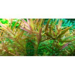 1-2-Grow Tropica Rotala rontundifolia H'ra'