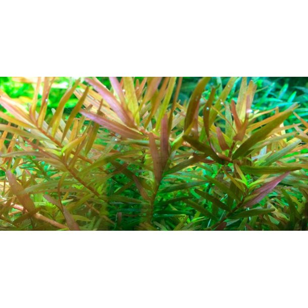 1-2-Grow Tropica Rotala rontundifolia H'ra'