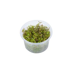 1-2-Grow Tropica Rotala rontundifolia H'ra'