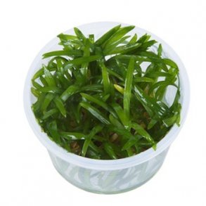 1-2-Grow Tropica Sagittaria subulata