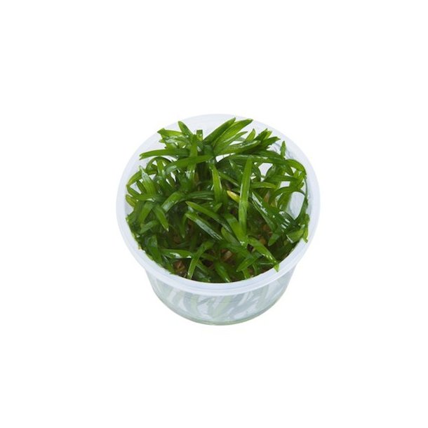 1-2-Grow Tropica Sagittaria subulata