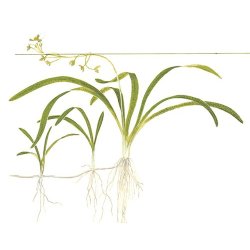 Tropica Sagittaria subulata
