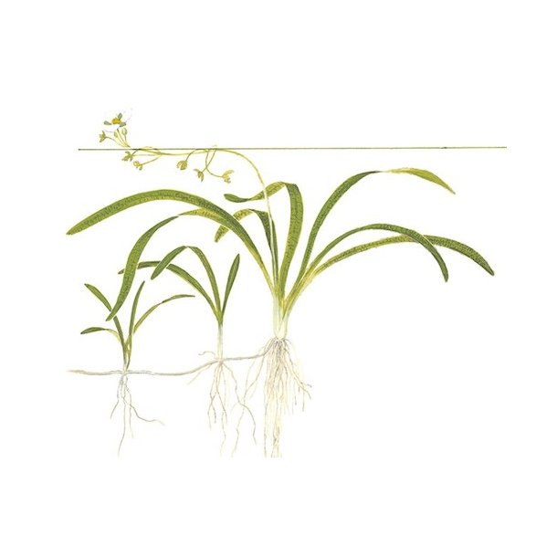 Tropica Sagittaria subulata