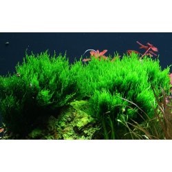 1-2-Grow Tropica Taxiphyllum 'Flame'