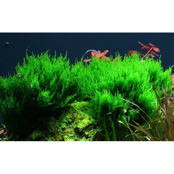 1-2-Grow Tropica Taxiphyllum 'Flame'