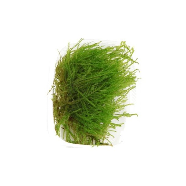 Tropica Taxiphyllum 'Spiky'