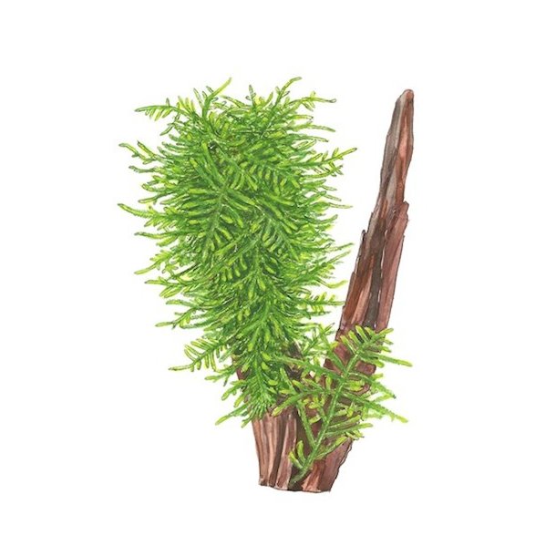 Tropica Taxiphyllum 'Spiky'