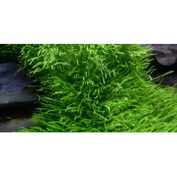 1-2-Grow Tropica Utricularia graminifolia