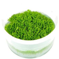 1-2-Grow Tropica Utricularia graminifolia