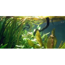 Tropica Vallisneria americana 'Gigantea'