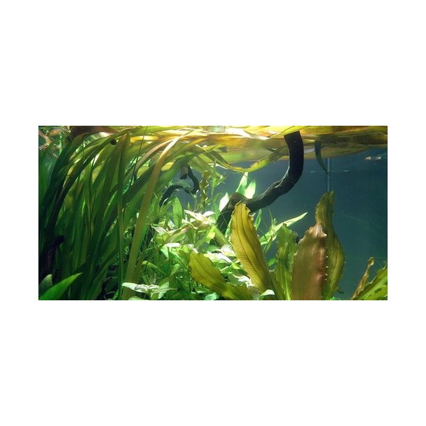 Tropica Vallisneria americana 'Gigantea'