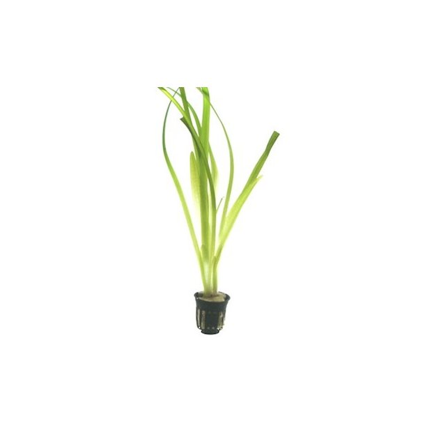 Tropica Vallisneria americana 'Gigantea'