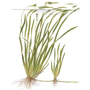 Tropica Vallisneria spiralis 'Tiger'