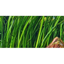 Tropica Vallisneria spiralis 'Tiger'