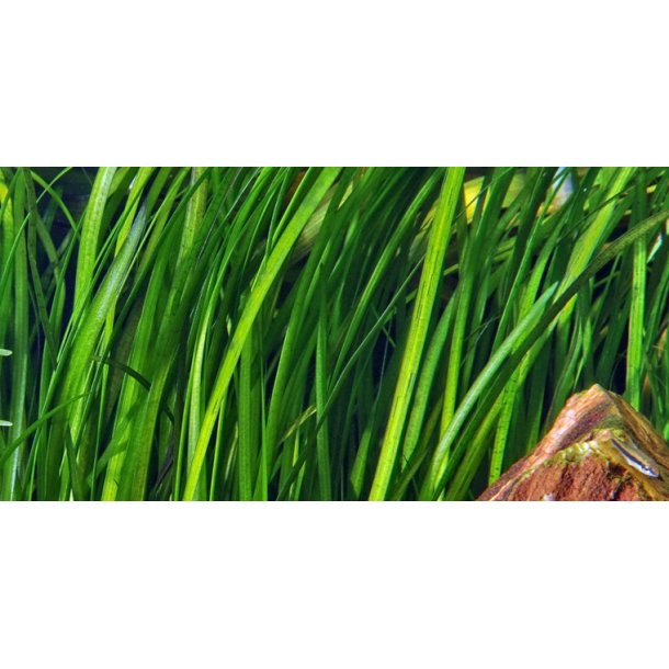 Tropica Vallisneria spiralis 'Tiger'