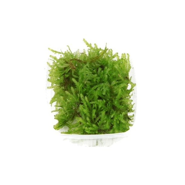 Tropica Vesicularia dubyana 'Christmas'