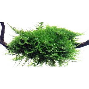 Tropica Vesicularia dubyana 'Christmas'