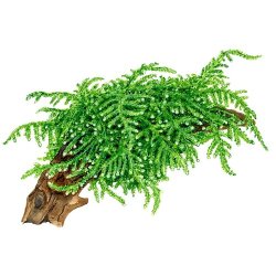 Tropica Vesicularia ferriei 'Weeping'