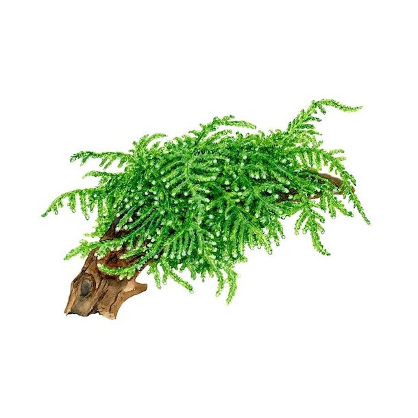 Tropica Vesicularia ferriei 'Weeping'