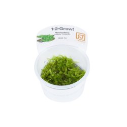 1-2-Grow Tropica Vesicularia montagnei 'Christmas moss'