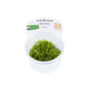 1-2-Grow Tropica Vesicularia montagnei 'Christmas moss'