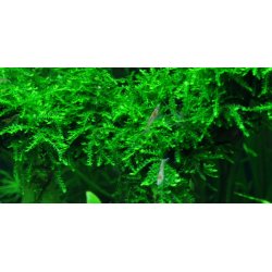 1-2-Grow Tropica Vesicularia ferriei 'Weeping'