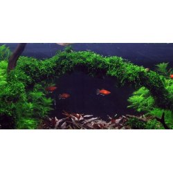 1-2-Grow Tropica Vesicularia ferriei 'Weeping'