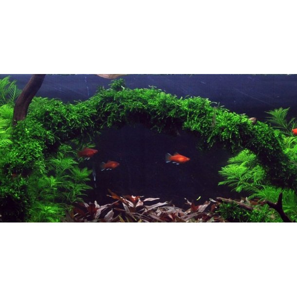 1-2-Grow Tropica Vesicularia ferriei 'Weeping'