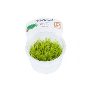 1-2-Grow Tropica Vesicularia ferriei 'Weeping'