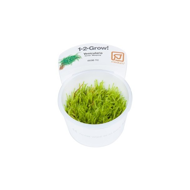 1-2-Grow Tropica Vesicularia ferriei 'Weeping'